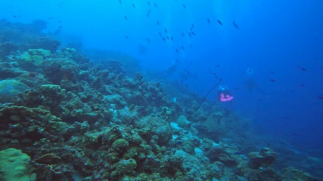coral reef in the caribbean