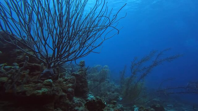 coral reef in the caribbean