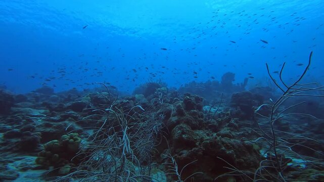 coral reef in the caribbean