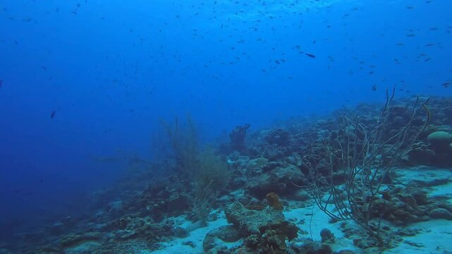 coral reef in the caribbean