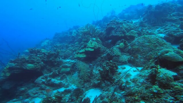 coral reef in the caribbean