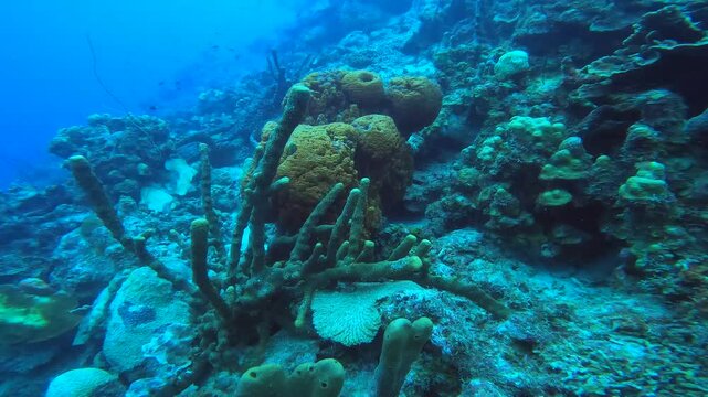 coral reef in the caribbean