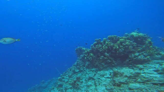 coral reef in the caribbean