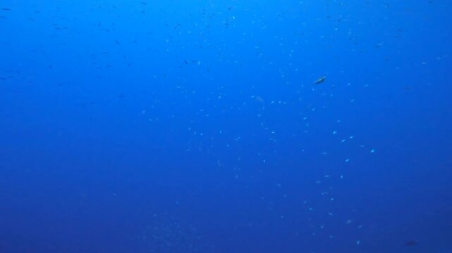 coral reef in the caribbean