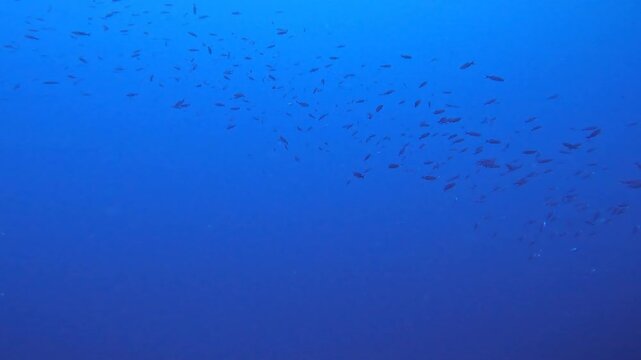 coral reef in the caribbean