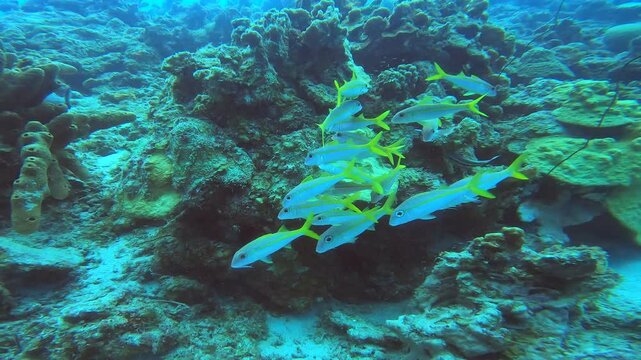 coral reef in the caribbean