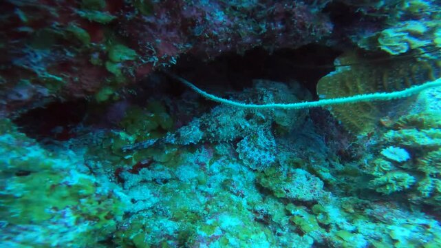 coral reef in the caribbean