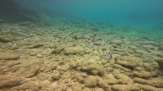 coral reef in the caribbean