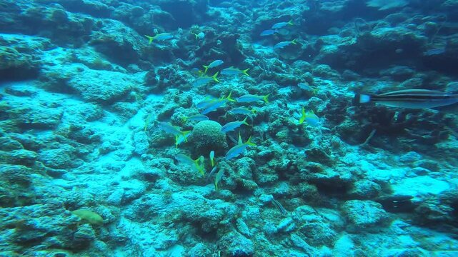 coral reef in the caribbean