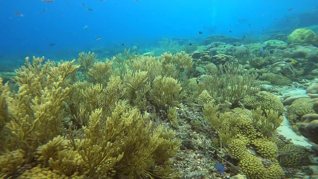 coral reef in the caribbean
