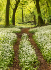 Spring time forest paths through fields of wild garlic blooms