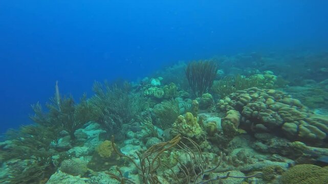 coral reef in the caribbean