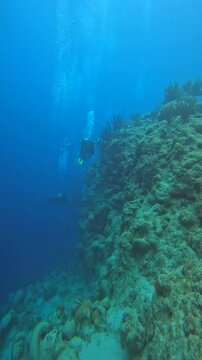 coral reef in the caribbean