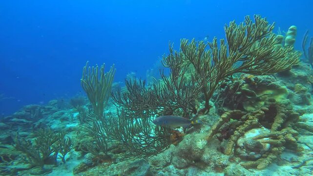coral reef in the caribbean