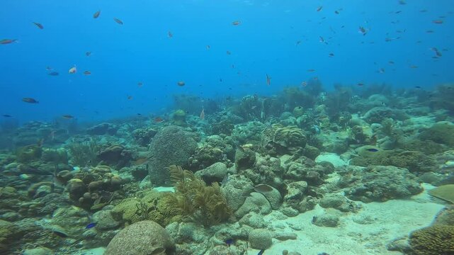 coral reef in the caribbean