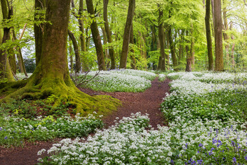 Spring time forest paths through fields of wild garlic blooms