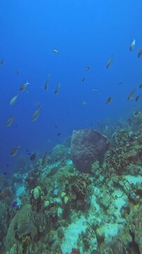 coral reef in the caribbean