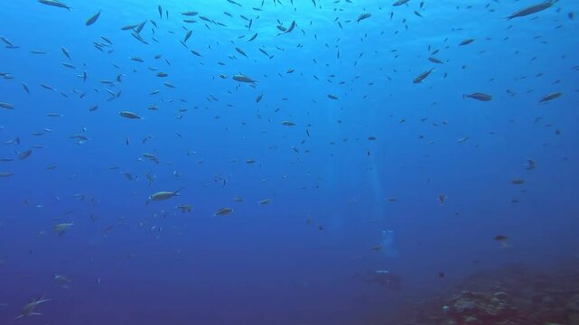 coral reef in the caribbean