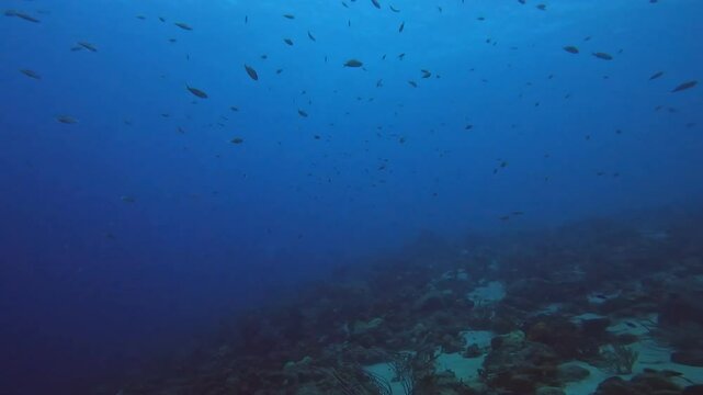 coral reef in the caribbean