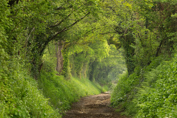 Springtime wandering in lush green forest, gentle paths and exploring the forest and woods