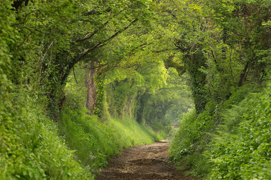 Springtime wandering in lush green forest, gentle paths and exploring the forest and woods
