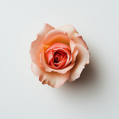 rose flower simple, white background