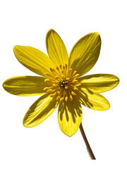Obraz premium yellow flower isolated on white