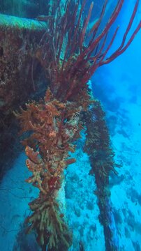 coral reef in the caribbean