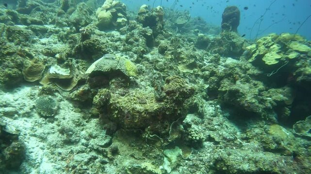 coral reef in the caribbean