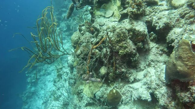 coral reef in the caribbean