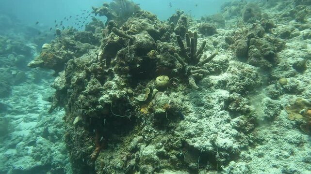 coral reef in the caribbean