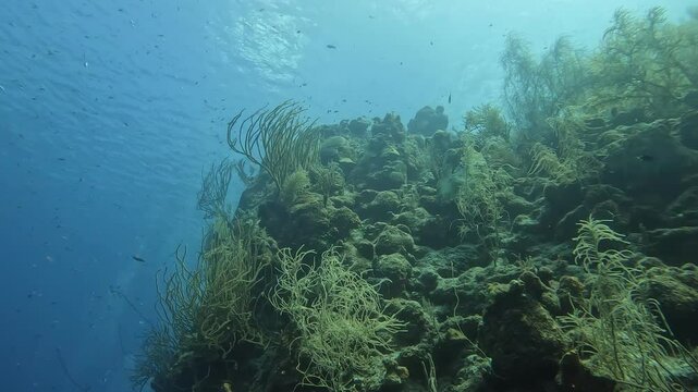 coral reef in the caribbean