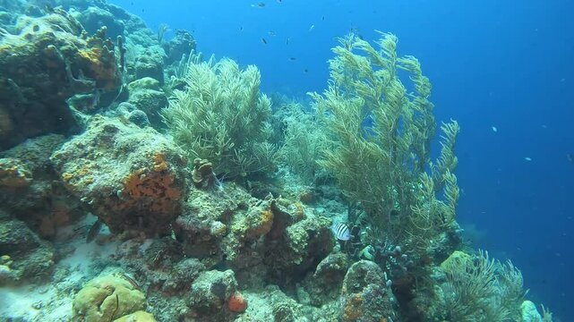 coral reef in the caribbean
