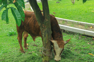 The sacrificial cow will be slaughtered during Eid al-Adha