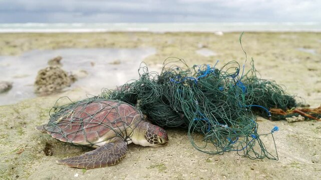 A green sea turtle, Chelonia mydas, entangled in a fishing net on beach coastal area of Indonesia, ocean in the background, wide angle shot