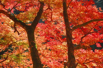 鎌北湖の紅葉の風景42