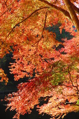 鎌北湖の紅葉の風景34