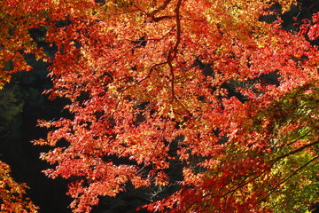 鎌北湖の紅葉の風景32