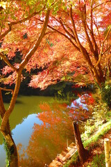 鎌北湖の紅葉の風景33
