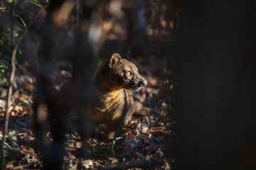 A Fossa in Natural Habitat Among Dry Leaves and Trees under a Golden Light, Kirindy Mitea National...
