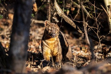 Fossa in Natural Habitat Among Dry Leaves and Trees under a Golden Light, Kirindy Mitea National...