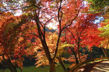 鎌北湖の紅葉の風景26