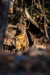 Fossa in Natural Habitat Among Dry Leaves and Trees under a Golden Light, Kirindy Mitea National Park, Madagascar