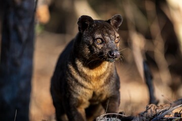 Close-up of a Fossa in Natural Habitat Among Dry Leaves and Trees under a Golden Light, Kirindy...