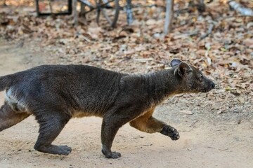 Fossa in Natural Habitat Among Dry Leaves and Trees, Kirindy Mitea National Park, Madagascar	