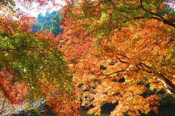 鎌北湖の紅葉の風景21