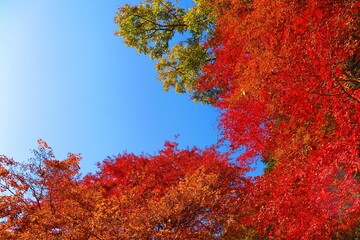 鎌北湖の紅葉の風景18