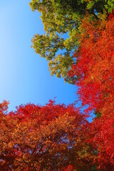 鎌北湖の紅葉の風景17