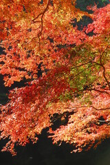 鎌北湖の紅葉の風景11