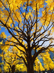 丸の内　行幸通りのイチョウ並木　東京都